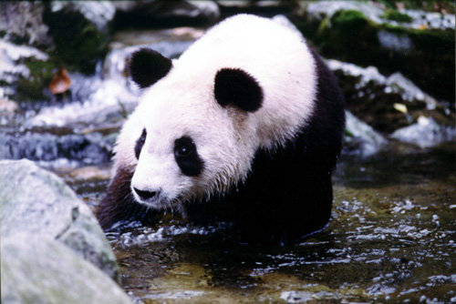 汉中佛坪大熊猫保护区